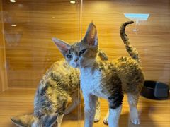 -猫十亿·布偶金渐层·曼基康矮脚猫舍(青年路店)