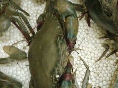 android_upload_pic-龙泉海鲜酒楼(龙昆南路店)