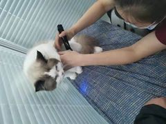 -瑞派·关忠动物医院·猫专科·犬专科(三环新城店)
