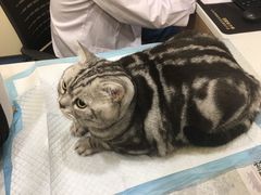 -萌兽医馆·犬猫专科·眼科中心·宠物医院(朝阳门分院)