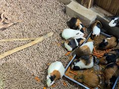 -萌宠奇缘(荣鼎店)