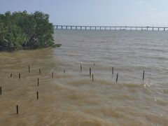 -宝安西湾红树林湿地公园