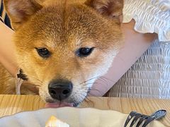 -豆柴町-柴犬主题狗咖(红鼎国际C座店)