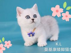 -十年猫舍·猫咪专门店(普陀店)