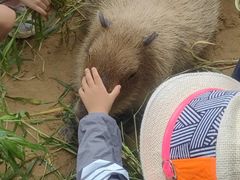 -西霞口神雕山野生动物世界