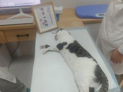 -邢大夫动物医院