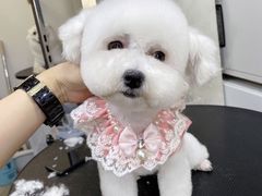 -PETKIT小佩宠物(昭化店)