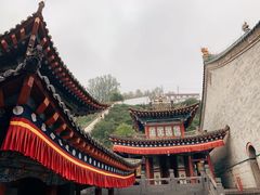 -塔尔寺菩提树