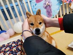 -柴迷FANS CLUB·柴犬狗咖·猫咖