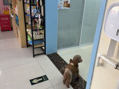 -全心全意连锁动物医院·微创中心·内科急重症·心脏专科(丰管路店)