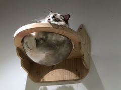 -COLOR PETS 撸猫馆·购猫·猫咖(长风大悦城店)