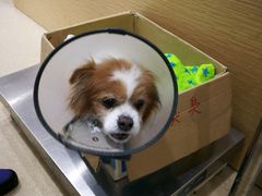 -爱侣宠医·鹦鹉专科·小型哺乳类·异宠专科(灵石路店)