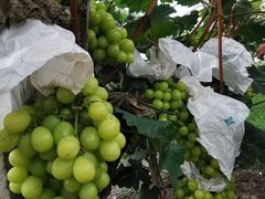 -马陆小张葡萄园农家乐