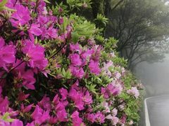 -梧桐山风景名胜区