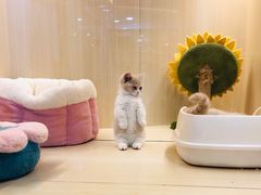 -momokira米努特·德文卷毛猫·棉花面纱犬