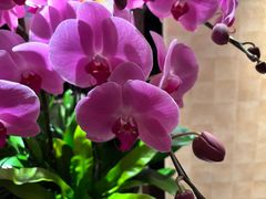 -双季花艺园艺市场(浦东店)