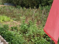 -延安杨家岭革命旧址