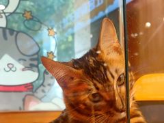 -欣宠猫屋·矮脚拿破仑·蓝金金渐层