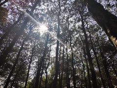 -铁山坪森林公园