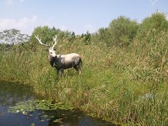 -溱湖国家湿地公园