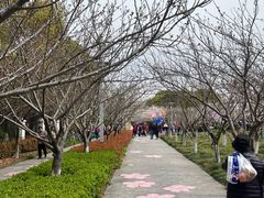 -高东镇樱花园