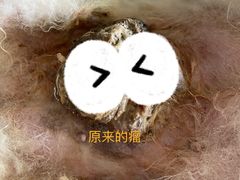 -瑞派动物医院·猫专科·至诚(江南中分院)