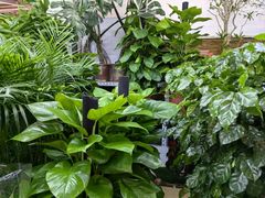 -花鸟鱼虫鲜花绿植市场(玉泉路店)