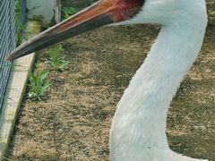 -盐城丹顶鹤湿地生态旅游区