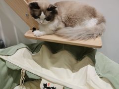 -COLOR PETS 撸猫馆·购猫·猫咖(长风大悦城店)