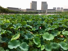 -尚贤河湿地