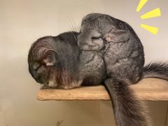 -龙猫仔乐园(惠福东路店)