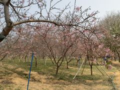 -天适樱花悠乐园