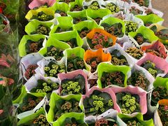 -双季花艺园艺市场(浦东店)