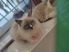-共舞时光猫咖·狗咖(新街口店)