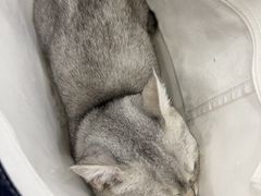 -小伙伴宠物医院•急重症转诊中心·老年专科·犬猫全科(北大街总院)