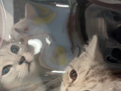 -纳吉亚猫专科动物诊疗中心(蒋宅口分院)