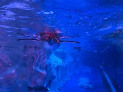 -芜湖新华联大白鲸海洋公园