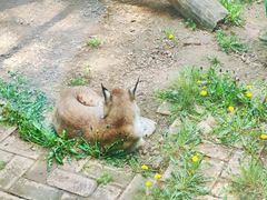 -青藏高原野生动物园