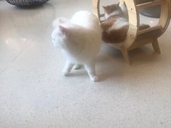 -飞行喵MR PILOT|猫舍·猫咖(静安大融城店)