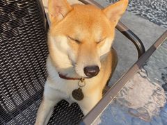 -柴犬高等学院·狗咖·柴犬售卖·宠物训练