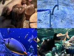 -成都浩海立方海洋公园