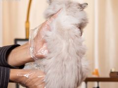 -小猫来了·猫舍(红山六九七九店)