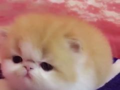 -东方名猫馆·英短金渐层布偶猫舍(环线广场1号楼店)