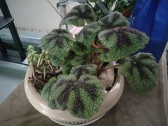 -小八仙·宴(三峡茶庄店)