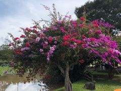 -中国科学院西双版纳热带植物园