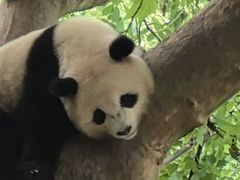 -都江堰中华大熊猫苑