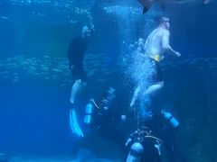 -海合安成都极地海洋公园