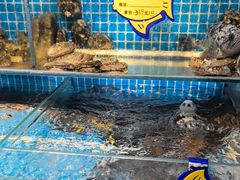 -韩记海鲜饺子旗舰店(红海新区店)