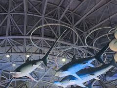 -烟台海昌鲸鲨海洋公园