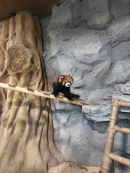 -Zoolung Zoolung动物主题公园(海信广场店)